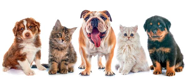 Pet owners have some tools to fight veterinary sticker shock